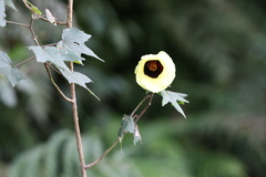 Hibiscus surattensis